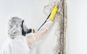 Best Basement Mold Removal  in Pine Mountain Lake, CA